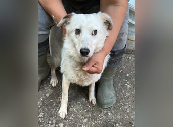 Vilu, zarte Schönheit sucht ihre Menschen