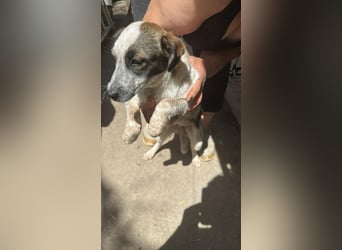 Ani, kleines Hundemädchen sucht ihre Menschen