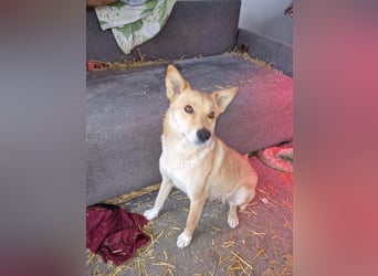 Talia, junge Hundemama sucht Körbchen zum Bleiben