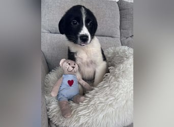 FILOU ❤️ SEHR EILIG! sucht Zuhause oder Pflegestelle