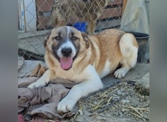 Tyler, kleiner Hundemann auf der Suche nach dem Glück