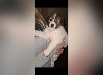 DESI ❤ EILIG! sucht Zuhause oder Pflegestelle