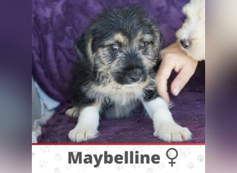 MAYBELLINE❤️  wartet in 26931 Elsfleth auf Dich