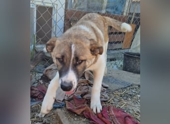 Tyler, kleiner Hundemann auf der Suche nach dem Glück