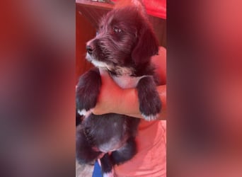 Dolly, kleines Hundemädchen sucht Familie