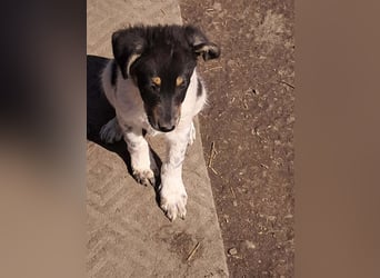 Vasko, hübscher Hundebub sucht liebevolle Menschen