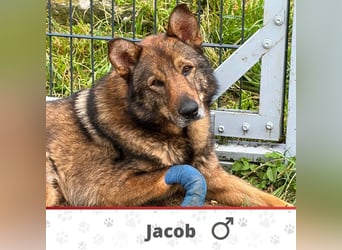JACOB ❤ EILIG! sucht Zuhause oder Pflegestelle