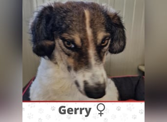 GERRY ❤ SEHR EILIG! sucht Zuhause oder Pflegestelle
