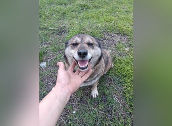 DORA ❤  sucht Zuhause oder Pflegestelle