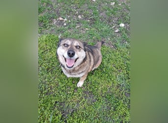 DORA ❤  sucht Zuhause oder Pflegestelle