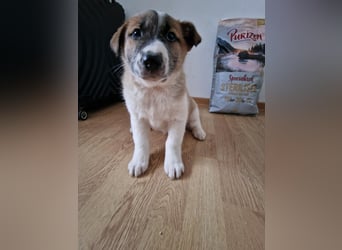 Tyler, kleiner Hundemann auf der Suche nach dem Glück