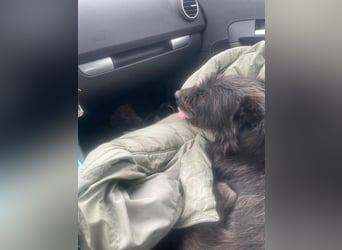 Xana, Hundemama sucht liebevolles Zuhause