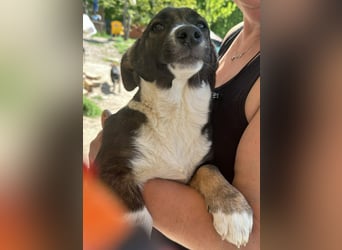 Arielle, kleine Zuckerschnute sucht Bleibe für immer