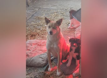 Talia, junge Hundemama sucht Körbchen zum Bleiben