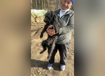 Milla, schwarzer Wuschel sucht Körbchen