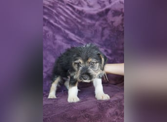 MAYBELLINE❤️  wartet in 26931 Elsfleth auf Dich