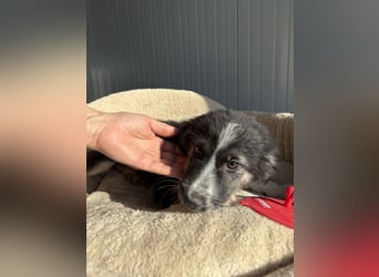 RONDA ❤  wartet in 42281 Wuppertal auf Dich