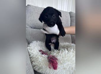 FINE ❤️ SEHR EILIG! sucht Zuhause oder Pflegestelle