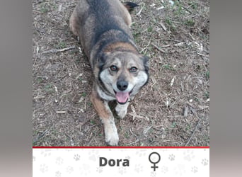 DORA ❤  sucht Zuhause oder Pflegestelle