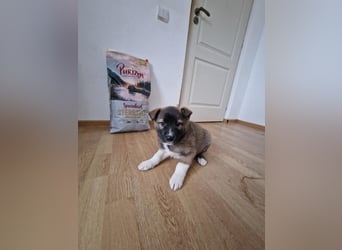 Timi, kleiner Hundemann sucht seine Menschen