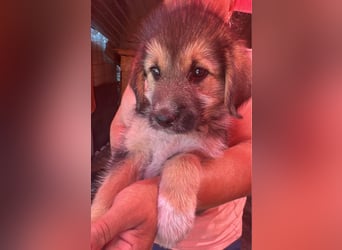 Dana, kleines Hundekind sucht Anschluss