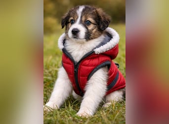 DESI ❤ EILIG! sucht Zuhause oder Pflegestelle