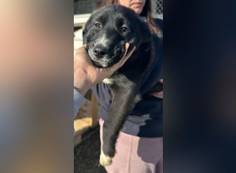 Woopy, wunderschönes Hundemädchen sucht zuverlässige Menschen