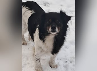 Maya, zauberhafte Hündin sucht Gesellschaft