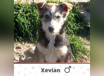 XEVIAN ❤ EILIG! sucht Zuhause oder Pflegestelle