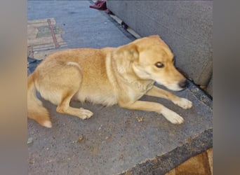 Talia, junge Hundemama sucht Körbchen zum Bleiben