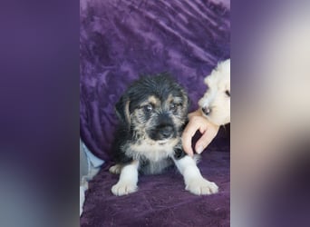 MAYBELLINE❤️  wartet in 26931 Elsfleth auf Dich