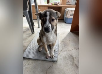 MISHA ❤ EILIG! sucht Zuhause oder Pflegestelle