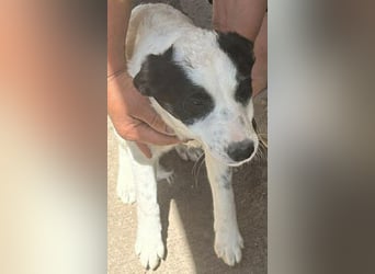 Amelia, kleines Hundefräulein sucht liebevolle Hände