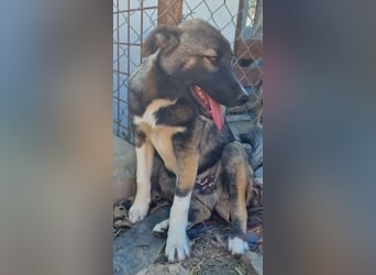 Timi, kleiner Hundemann sucht seine Menschen