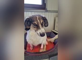 GERRY ❤ SEHR EILIG! sucht Zuhause oder Pflegestelle