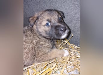 Tomi, kleiner Zwerg sucht sein passendes Körbchen