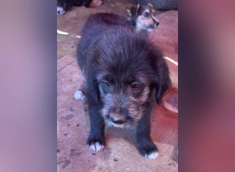 Dolly, kleines Hundemädchen sucht Familie