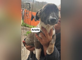 Arielle, kleine Zuckerschnute sucht Bleibe für immer