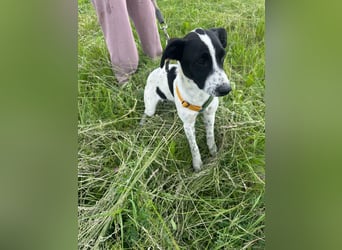 Xia,  verschmust, liebenswert sucht ihr Körbchen