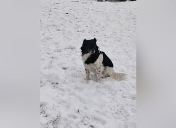 Maya, zauberhafte Hündin sucht Gesellschaft