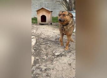 ALI ❤ EILIG! sucht Zuhause oder Pflegestelle