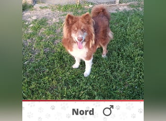 NORD❤️ (Eilig!) sucht Zuhause oder Pflegestelle