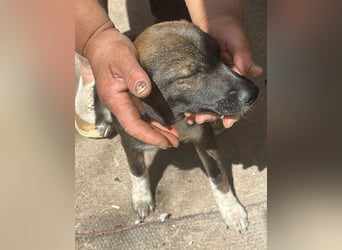 Alleen, kleine Schönheit sucht liebevolles Zuhause