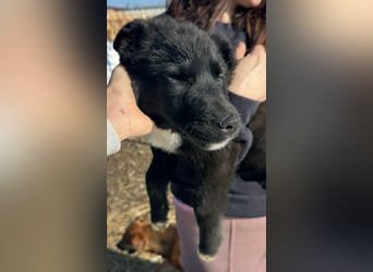 Wolle, lustiger Hundebub sucht sein Glück