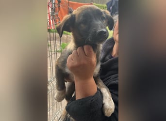 Alleen, kleine Schönheit sucht liebevolles Zuhause