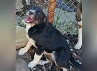 Toffy, kleines Hundemädchen sucht liebevolle Hände