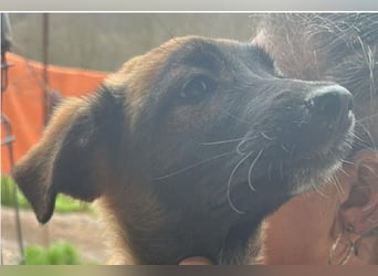 Alleen, kleine Schönheit sucht liebevolles Zuhause