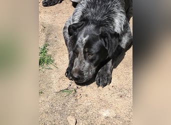Berta, Hundemädchen sucht liebevolle Hände