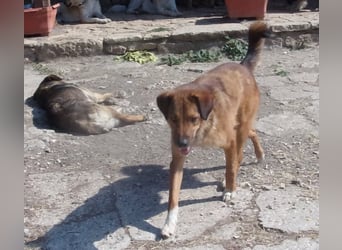 CARLOS ❤️ sucht Zuhause oder Pflegestelle