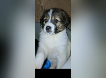 DESI ❤ EILIG! sucht Zuhause oder Pflegestelle